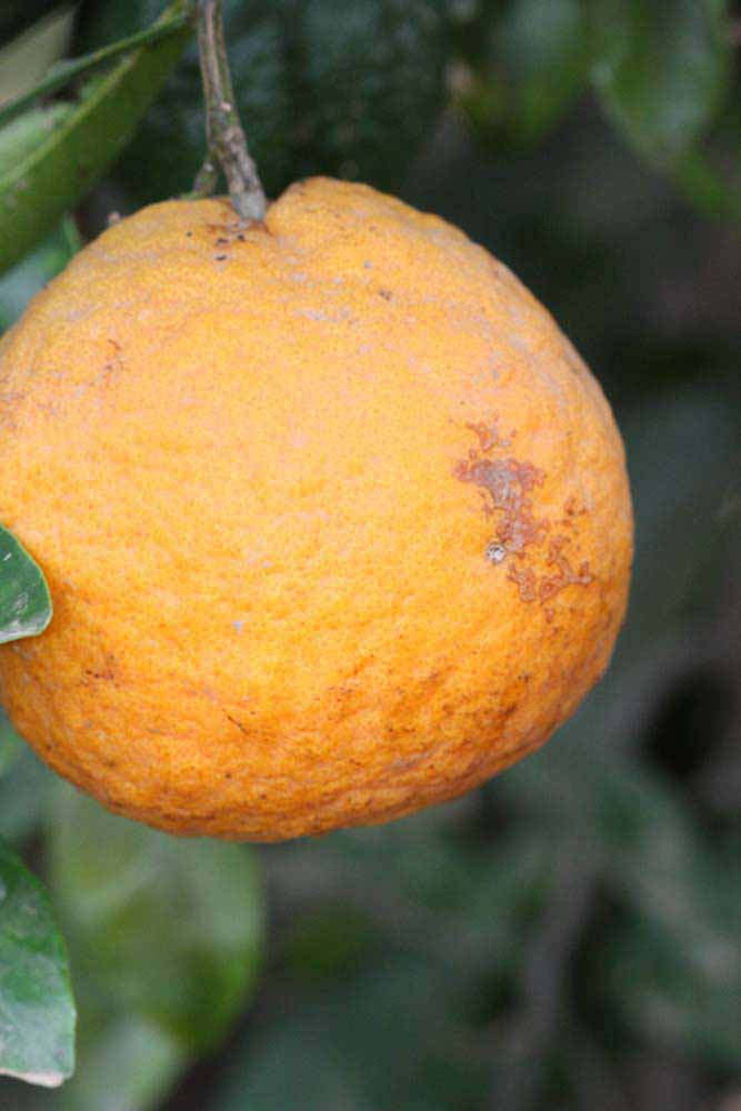              Fruit of  Citrus nobilis        (King, Riverside, CA)       